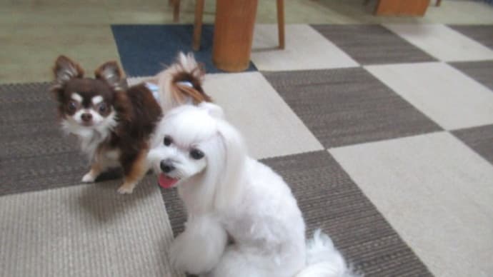 21/09/30 犬の幼稚園BuddyDog
