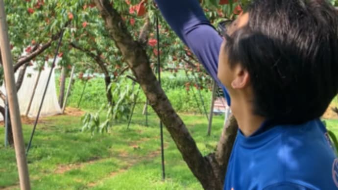 生産者訪問〜ひららぎ果樹園〜2