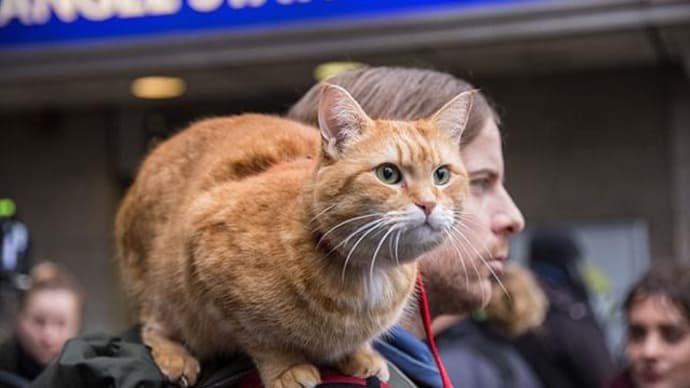 灯りを消したまま話を続けたら ガラスの向こう側で星がひとつ消えた~雪・猫・猫になりたい‐ボブという名の猫2 ‐DISH// (北村匠海)・スピッツ