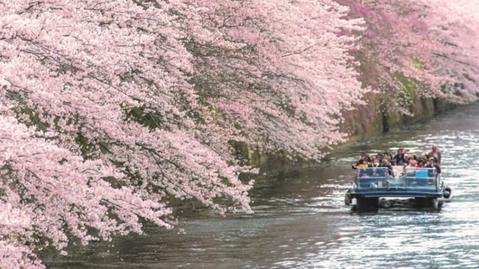 3/22~ 【天王洲出船】船内ガイドがご案内!圧巻の景色「目黒川桜回廊 貸切クルーズ」