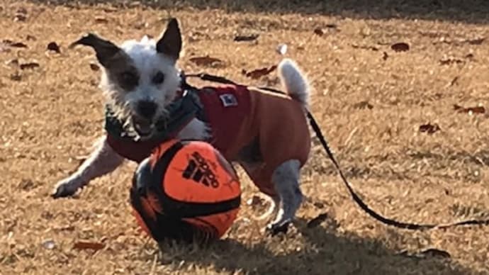 12歳 サッカー犬 健在!