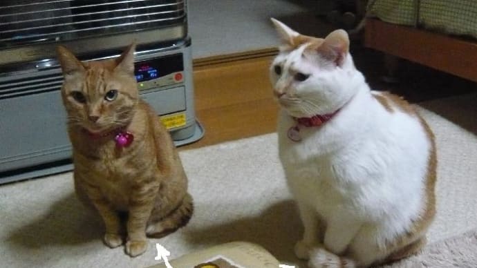 猫の尻尾