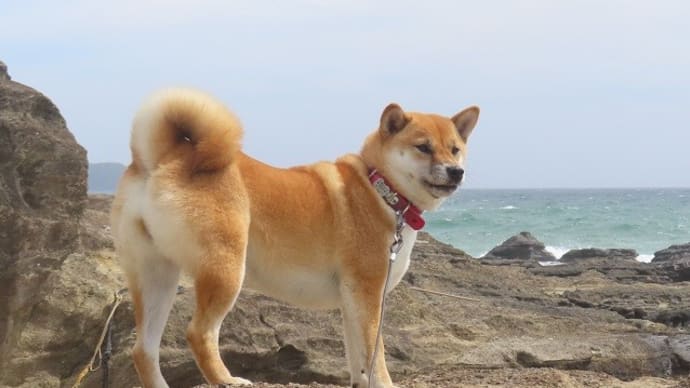 柴犬ひのき『黒崎の鼻』でお散歩