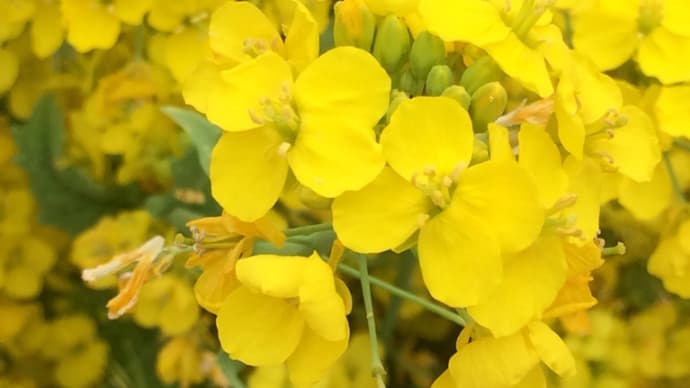 おすすめ!兵庫県立フラワーセンター!!