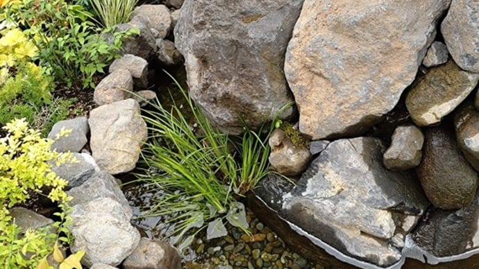おおたかの森庭苑の植栽(R7.5)