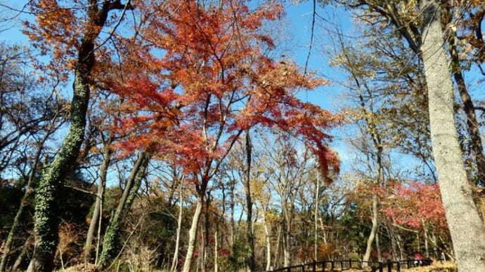 ・ 山野草園散策 ブラッシングノックアウト サネカズラ など