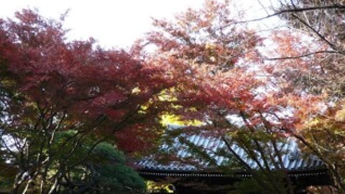 観泉寺の秋色完成