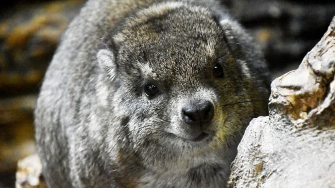 ちょっとだけ 小獣館 かわいい目のケープハイラックスさん