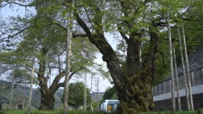 荘川桜(しょうかわざくら) in 岐阜県高山市荘川