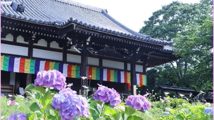 般若寺の紫陽花