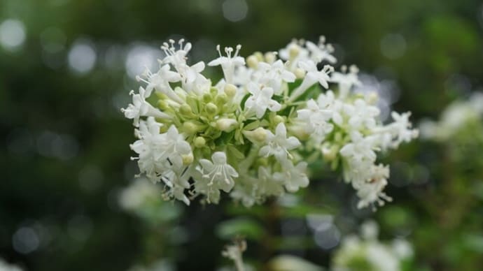 夏~秋の花:タイワンツクバネウツギ