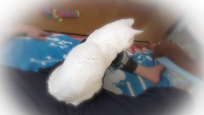 ここ暖かいにゃ
