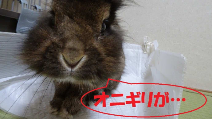 うさぎのたたりかw