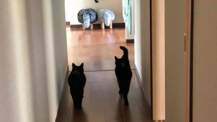 暮らしの環境を整える住まいの設計デザインの手法色々と・・・猫と暮らす、暮らしの環境と生活スタイルの整理整頓、中古住宅や新築住宅で周辺の環境と共に間取りと素材と立体的視野で暮らしの意識を丁寧に。