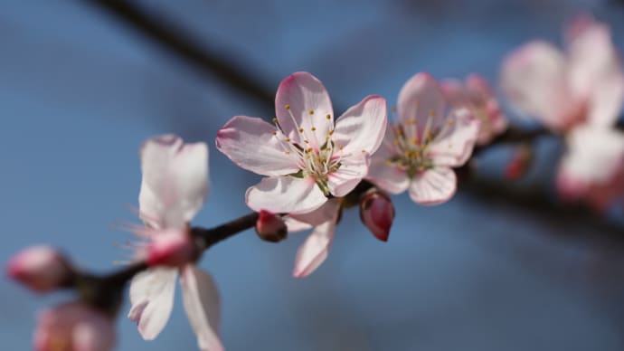 咲きだしていた桜などなど　京都府立植物園にて