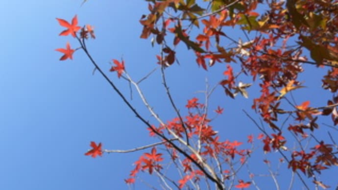 モミジバフウの紅葉