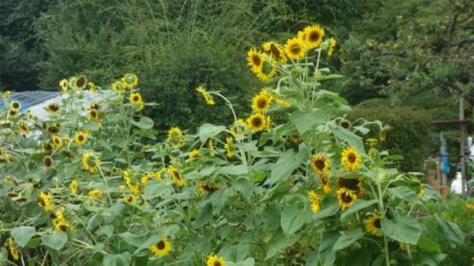 ヒマワリ、ヒオウギスイセン、ヤマユリ、キバナノコギリソウ
