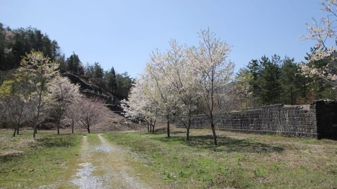 吉岡銅山跡の桜