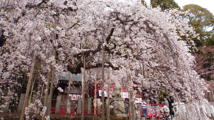 諏訪神社の垂れ桜 #2