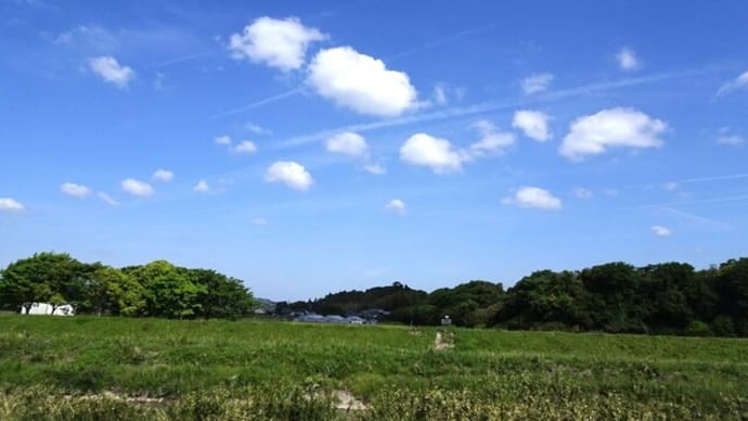 シロツメクサと小さな湿地