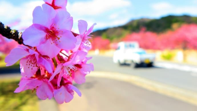 桜…。