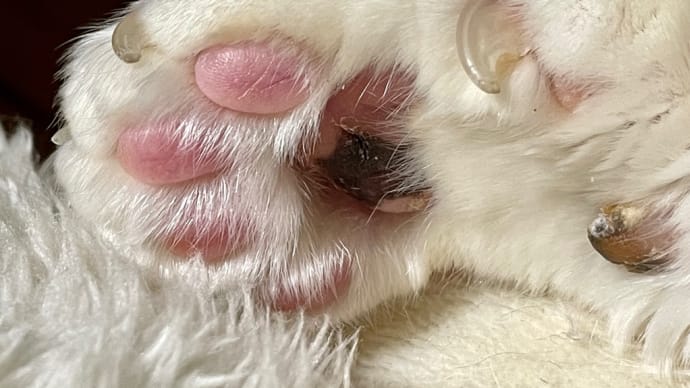 コーラスと猫の肉球と23分の筋トレ