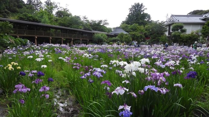 本土寺 菖蒲田の花菖蒲と紫陽花