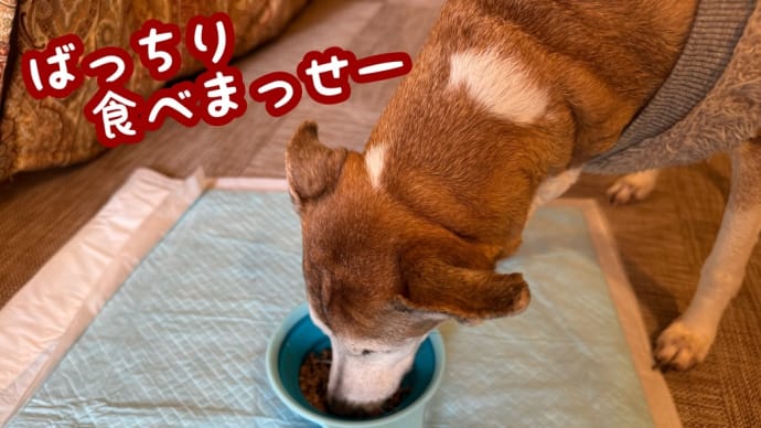旅犬in波乱の!?長野・岐阜編②