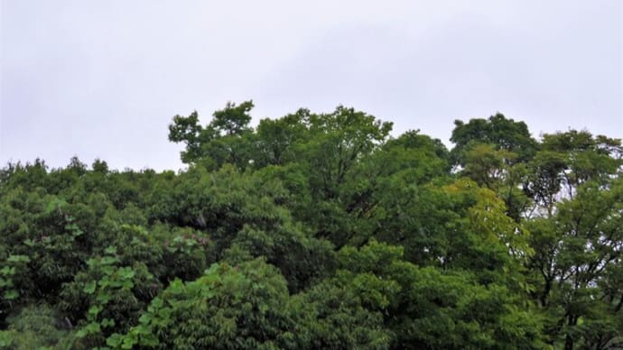 雨の土曜日・・・