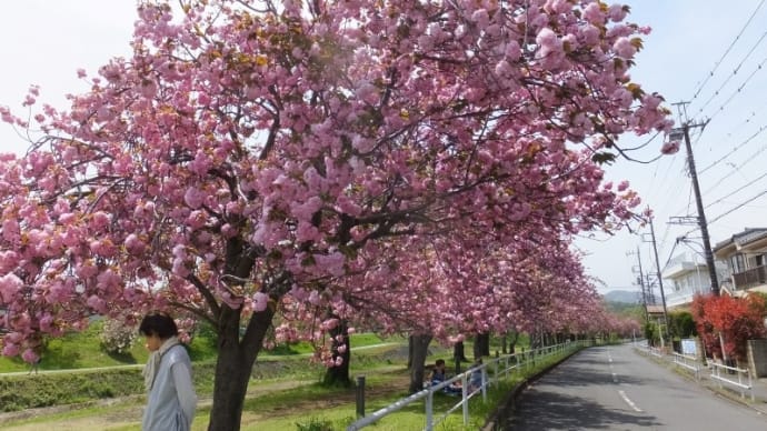 早くも八重桜の季節 2024.4.20