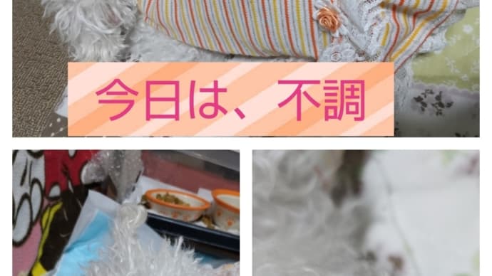 昨夜は2時間おきに起きたぷりん
