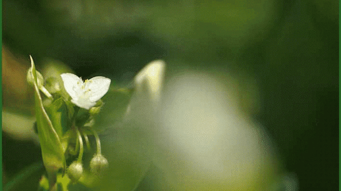 自宅庭の「サツキ」の木の下で、今年も「トキワツユクサ」の花が咲き始めているのに昨日の朝に気が付いて・・・