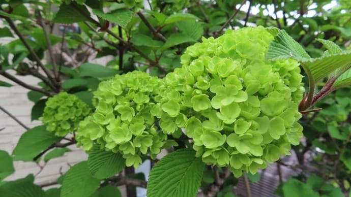 緑色の花～オオデマリ