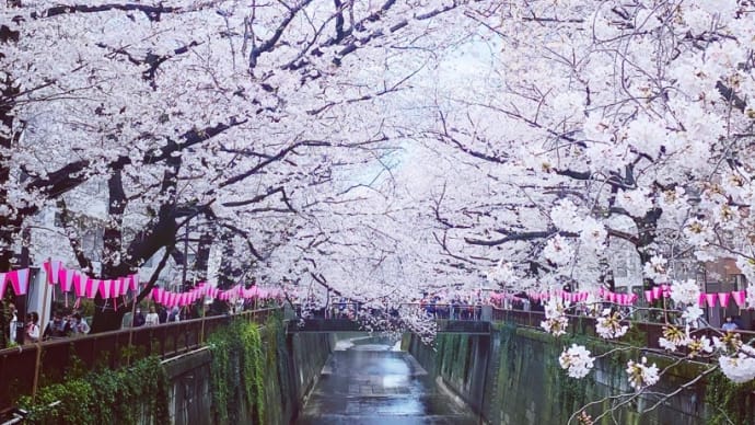 目黒川の桜に今年もうっとり