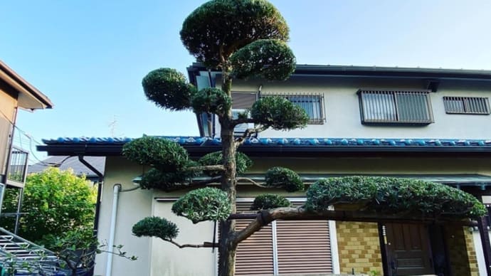 練馬区の個人邸の庭手入れ 鈴木商店新宿の植木屋ブログ