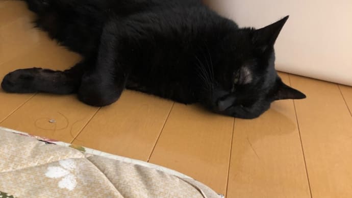 落ちてる猫と落ちない猫