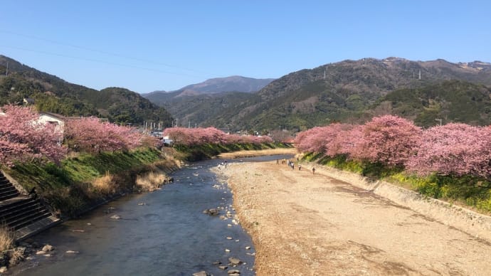 早春の南伊豆へ① 河津桜と、みなみの桜