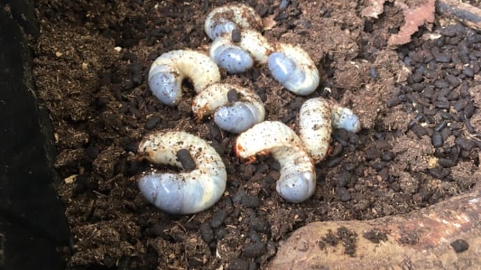 カブトムシ幼虫飼育