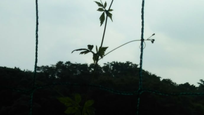 葉月終わりの空に