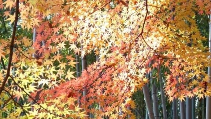 京の紅葉2019　北野天満宮　御土居