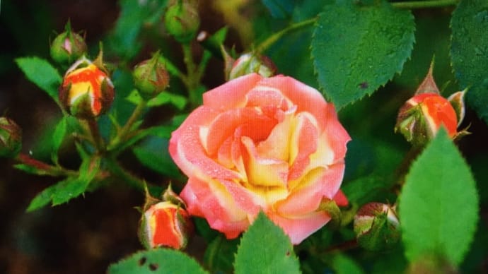 試行錯誤の薔薇おばさん