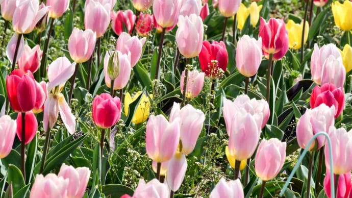 万博公園の春を彩る花たち（PartⅡ）