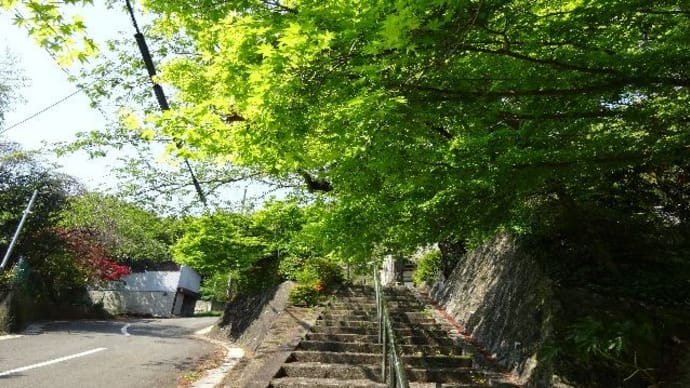 長法寺・ヤマブキ