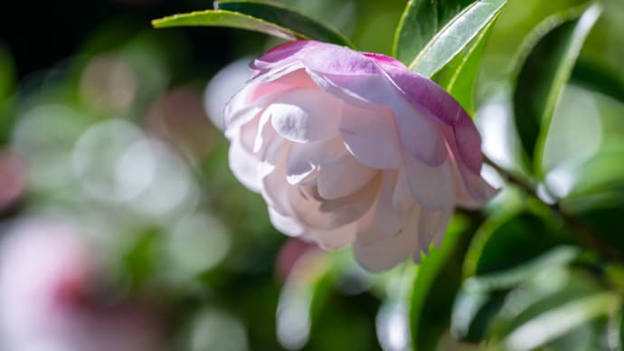 八重咲き山茶花