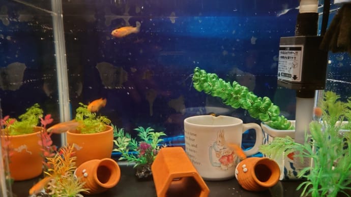 メダカ移動、水換え、熱帯魚を上下入替え