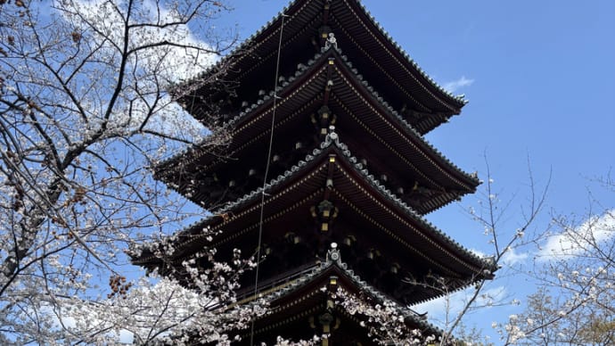 桜の名所 上野動物園