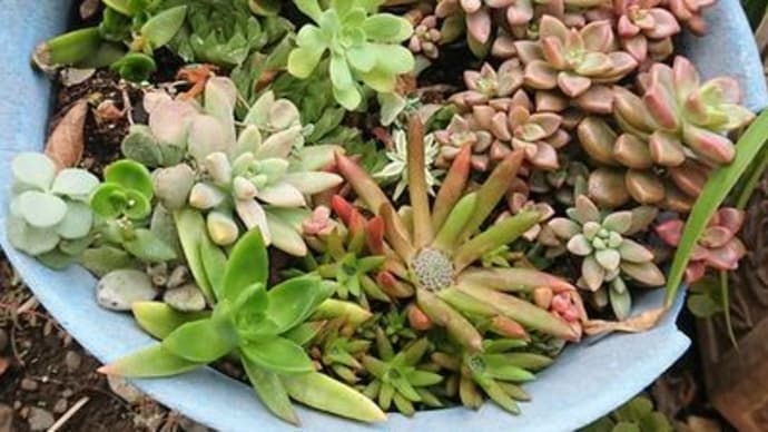 多肉植物の花