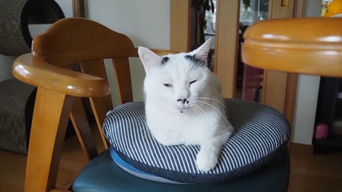 NEKO的猫実話<るんこ情報プチ祝>