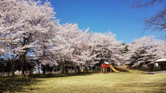 みんなの家公園:さくらがきれい。だれもいない。