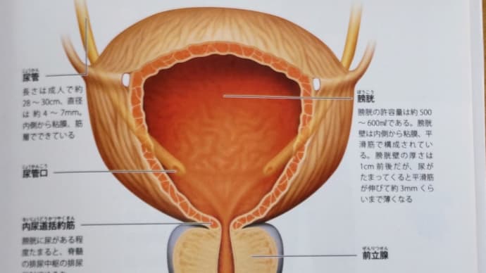 泌尿器③ 膀胱・尿路のしくみ